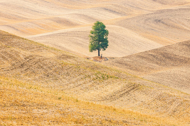 USA, Washington State, Whitman County. Palouse. Lone tree in rolling wheat field. - Photo, Image