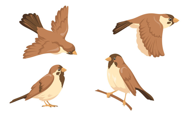 Sparrow karakter vector illustraties ingesteld. Kleine vogel met bruine veren zittend op boomtak en vliegend geïsoleerd op witte achtergrond. Natuur, wilde dieren, ornithologie concept - Vector, afbeelding