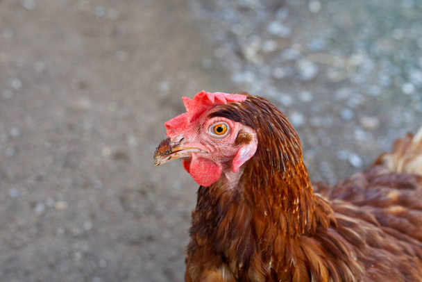 Hens in the chicken farm. Organic poultry house. - Fotografie, Obrázek