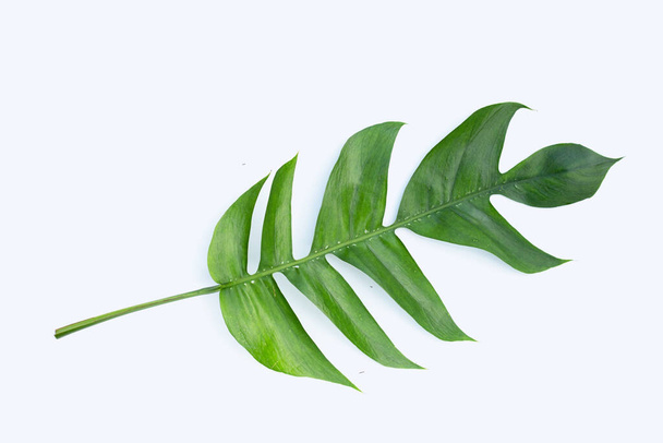 Rhaphidophora tetrasperma mini monstera green leaves - Foto, imagen