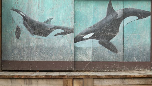 Puertas de almacén oxidadas de madera con pintura de orcas en Vancouver
 - Foto, imagen
