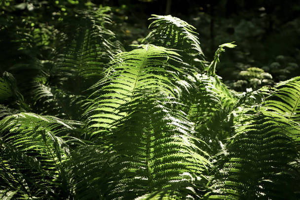 Beautiful fern with lush green leaves growing outdoors - Fotoğraf, Görsel