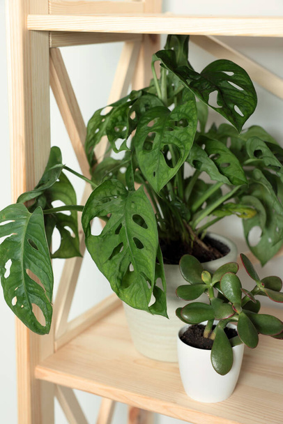Beautiful house plants on wooden shelf, closeup - Photo, Image