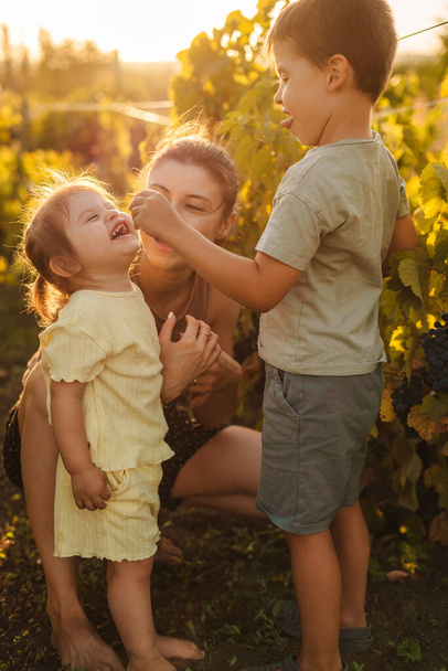 Šťastná rodina procházky na vinici, baví venkovní jíst hrozny v době sklizně na vinicích. Hroznová farma. Malý rodinný podnik. Veselý úsměv - Fotografie, Obrázek