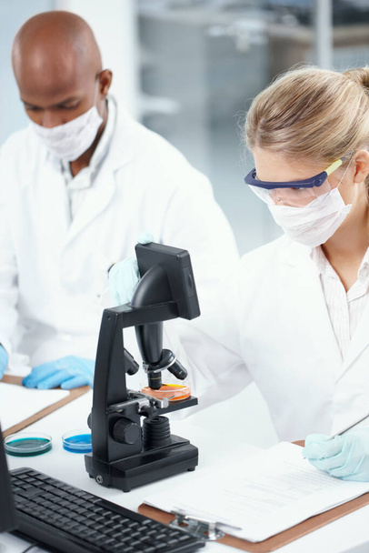 Nové objevy. Nádherný ženský vědec se dívá mikroskopem na Petriho misku s mužským spolupracovníkem v pozadí - Fotografie, Obrázek