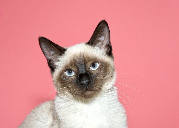 close up portrait of a seal point siamese kitten looking at viewer. Pink background with copy space. - Foto, Imagem