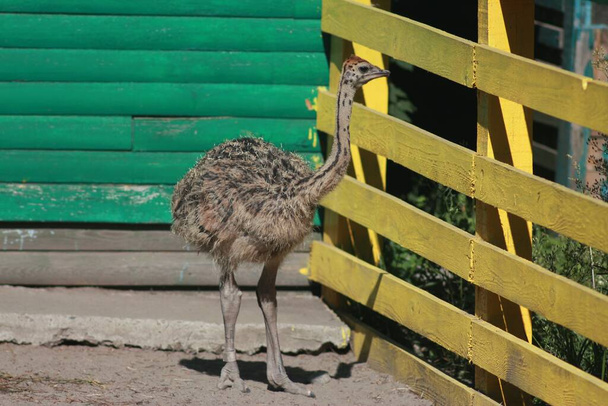 Ostrich Valley - Ukraine's Largest Ostrich Farm near Kyiv - Fotoğraf, Görsel