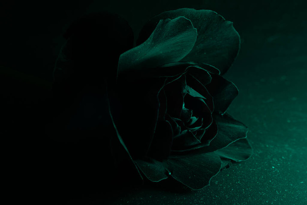Rose vor dunklem Hintergrund fotografiert - Foto, Bild