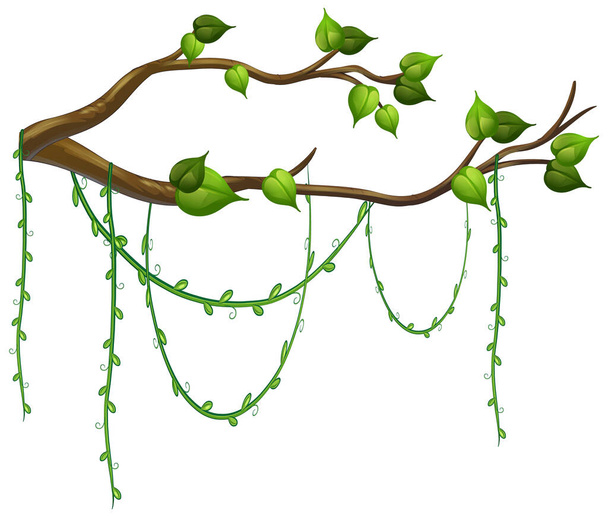 Tree branch with liana isolated illustration - Vector, imagen