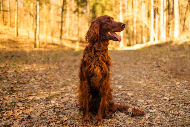Closeup portrait of a purebred irish red setter gundog hunting dog breed wearing a brown leather collar with a dog tag outdoors in the forest in fall season.  - Foto, afbeelding