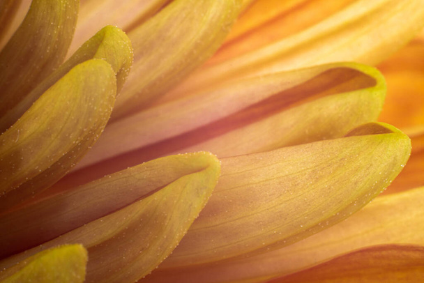 Macrophotography close-up petals dahlia. Showing yellow and orange petals fading. - Photo, image
