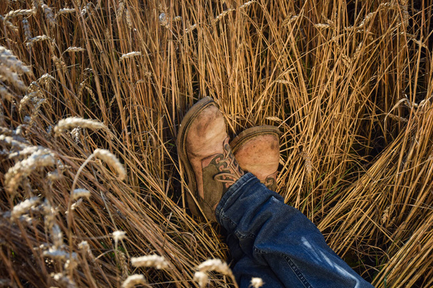 Low section unrecognizable man wearing rustic boots and blue denim jeans, lying in ripe wheat field outdoors. Male worker, farmer relaxing at agricultural grain field at sunny day. Countryside concept - Фото, изображение
