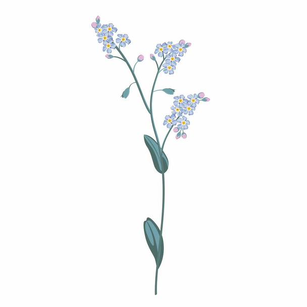 Branch of blue forget-me-not flowers isolated on white background. - Vector, Image