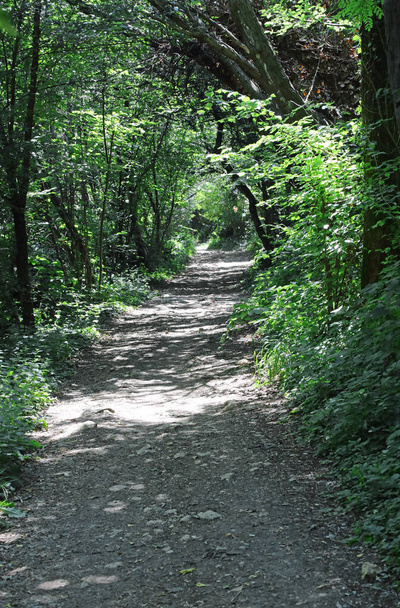 narrow Dirt path in the middle of the lush forest towards infinity without people - Foto, Imagem