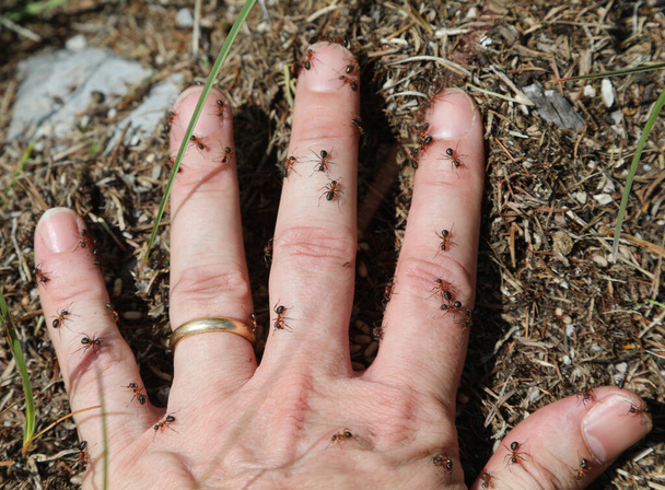 hand with wedding ring and a lot of ants biting the person s fingers - Valokuva, kuva