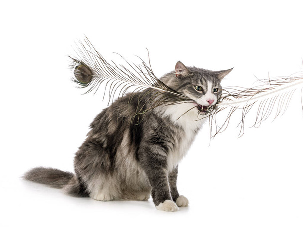 Norwegian Forest cat in front of white background - Photo, Image