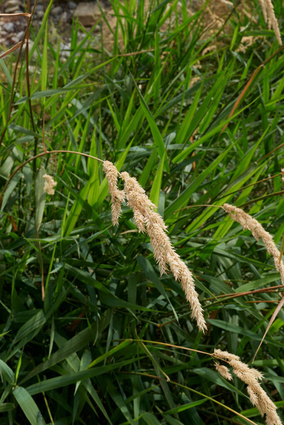 Phalaris arundinacea plants along a river bank - Foto, immagini