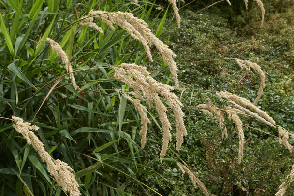 Phalaris arundinacea plants along a river bank - Foto, Imagem