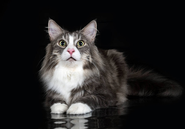 Norwegian Forest cat in front of black background - Foto, immagini