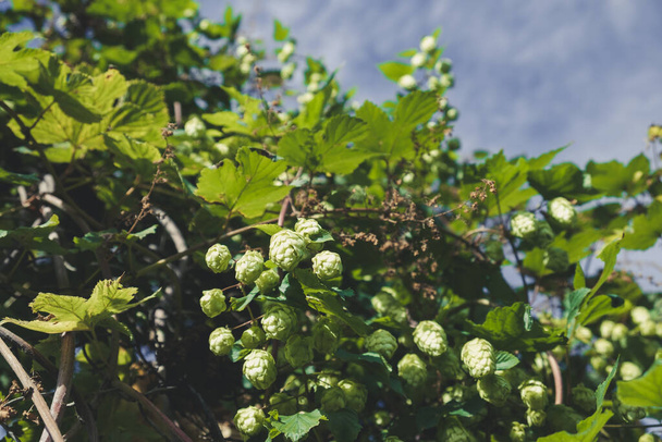 Ripe flowers of hop plant on branches. sunny day - Foto, imagen