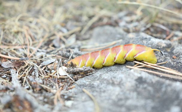 Privet Hawk Moth - Sphinx ligustri - Caterpillar, rare yellow variant burying itself in the earth and preparing to become a pupa - Photo, Image