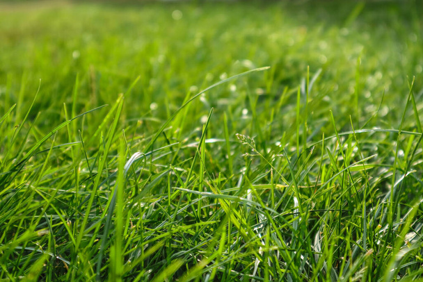 Green grass background. green grass background with sun beam. Bright fresh Summer or spring nature background. - Photo, image