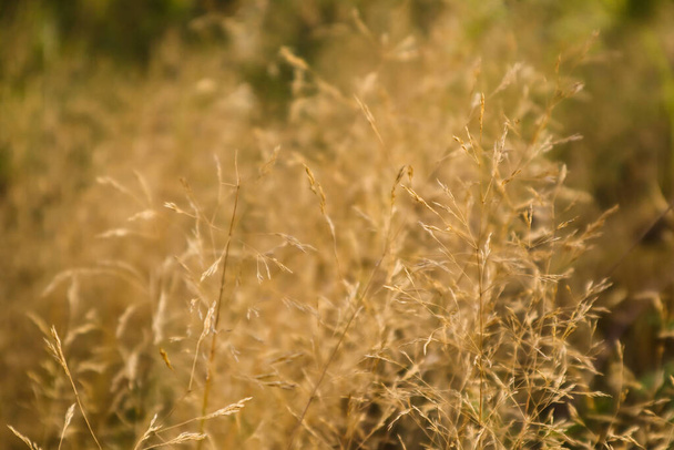 Yellow grass in the field on a Sunny summer day or morning, in light pastel colors. Abstract natural background. Beautiful pattern with neutral colors. - Φωτογραφία, εικόνα