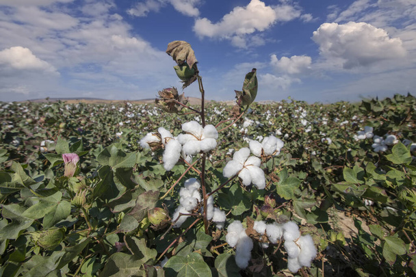 Izmir - Turkey ; Field of organic cotton plants with white open buds ready for harvest in Menemen plain - Valokuva, kuva