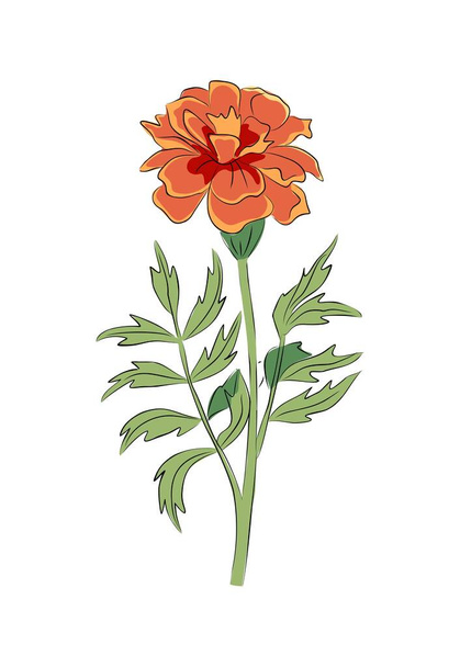 October birth month flower Marigold colorful vector illustration. Botanical plant hand drawn outline colored sketch. Perfect for modern jewelry, logo, tattoo, prints, invitations, wall art design. - Διάνυσμα, εικόνα