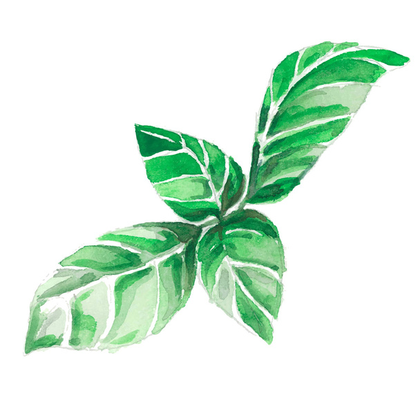watercolor illustration of young plant - Vector, Image