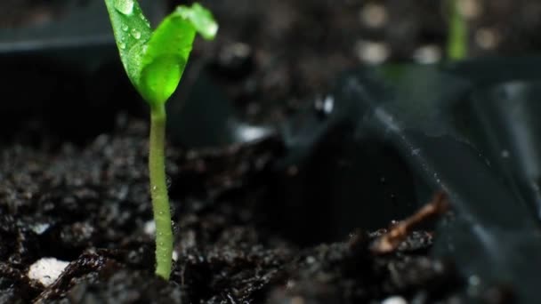 Growing peppers from seeds. Step 4 - First Sprout. - Filmagem, Vídeo