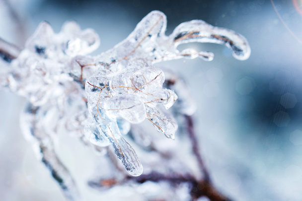 Frozen branches in ice - Fotó, kép