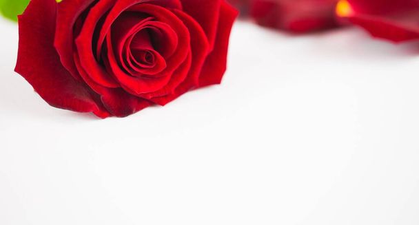 Close-up of red rose against white background - Foto, Bild