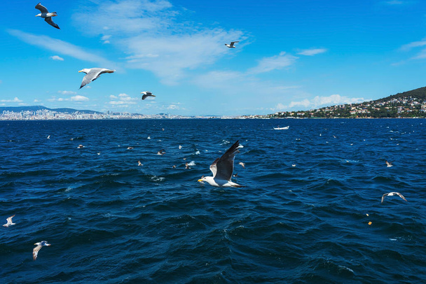 Türkische Möwen fliegen hinter einem Boot mit Touristen her. hungrige Vögel bitten Menschen vom Schiff aus um Futter. weiße große Möwen auf blauem Hintergrund - Foto, Bild