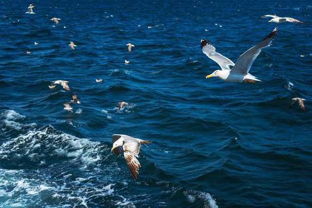 Turkkilaiset lokit lentävät veneen takana turistien kanssa. nälkäiset linnut pyytävät ruokaa ihmisiltä laivasta. valkoiset suuret lokit sinisellä pohjalla - Valokuva, kuva