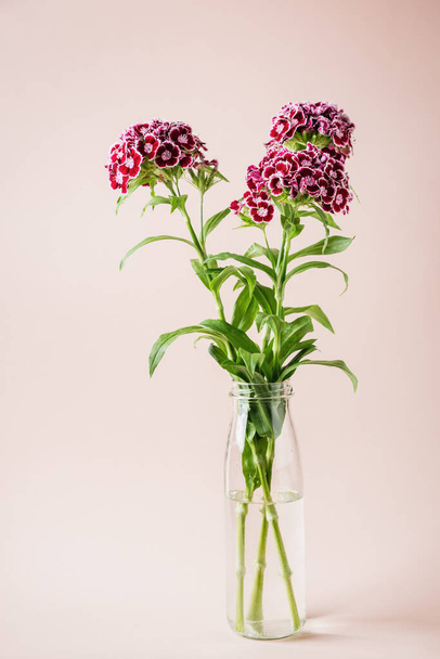 Bouquet of Sweet William carnations on a colored background. Dianthus barbatus. - Photo, image