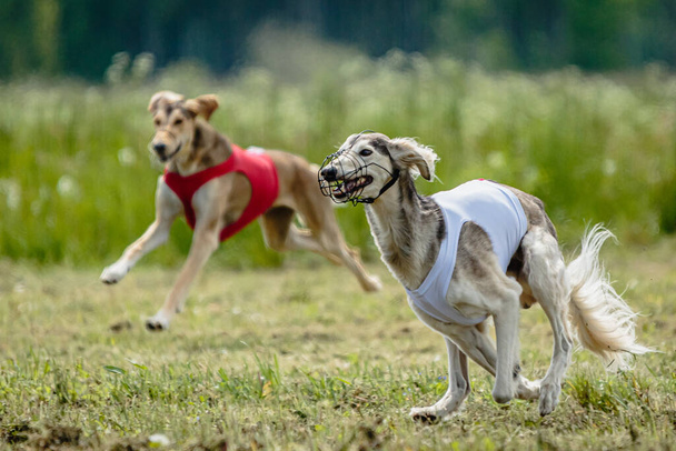 Saluki perros en camisas rojas y blancas corriendo y persiguiendo señuelos en el campo en competición de atletismo - Foto, imagen