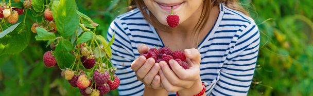 A child harvests raspberries in the garden. Selective focus. Kid. - Photo, image