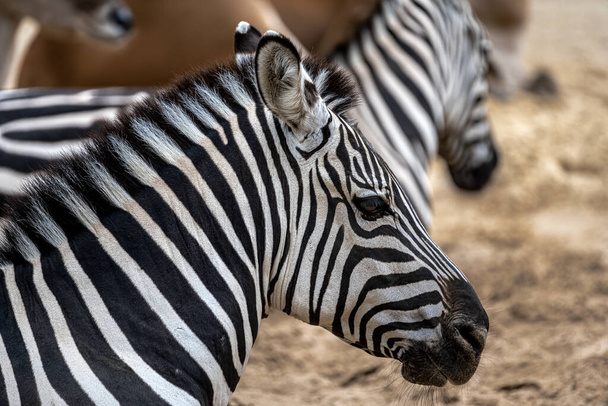 Grant's Zebra (Equus quagga boehmi) - Foto, imagen