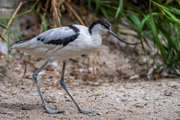 Chodzenie Pied Avocet (Recurvirostra avosetta) - Zdjęcie, obraz