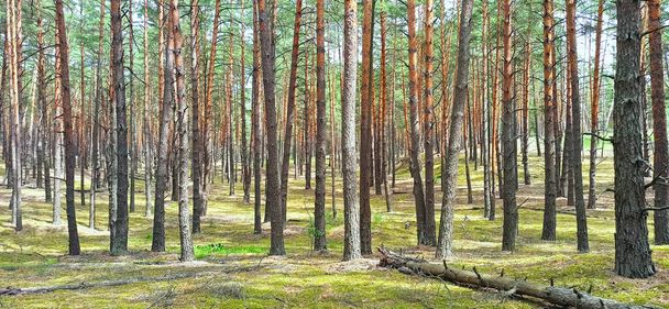 Vista panoramica della maestosa foresta sempreverde durante la giornata estiva. Possenti silhouette di pino. paesaggio estivo con pini e muschio verde. Natura, fantasia, fiaba - Foto, immagini