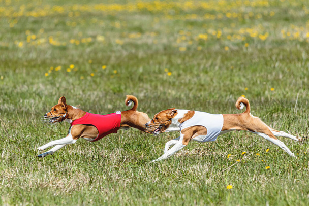 Basenji perros en camisas rojas y blancas corriendo y persiguiendo señuelo en el campo en curso de la competencia - Foto, imagen