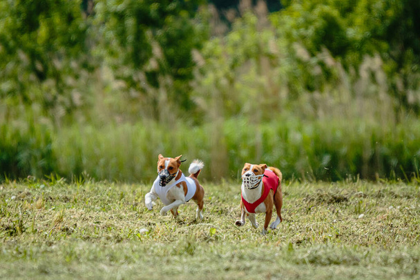 Chiens Basenji en chemises rouges et blanches courant et chassant leurre sur le terrain sur la compétition de course - Photo, image
