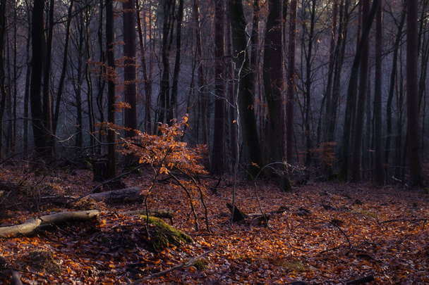 Солнце падает на маленькое дерево с апельсиновыми листьями на туманном фоне в осенний день в Пфальцском лесу Германии. - Фото, изображение