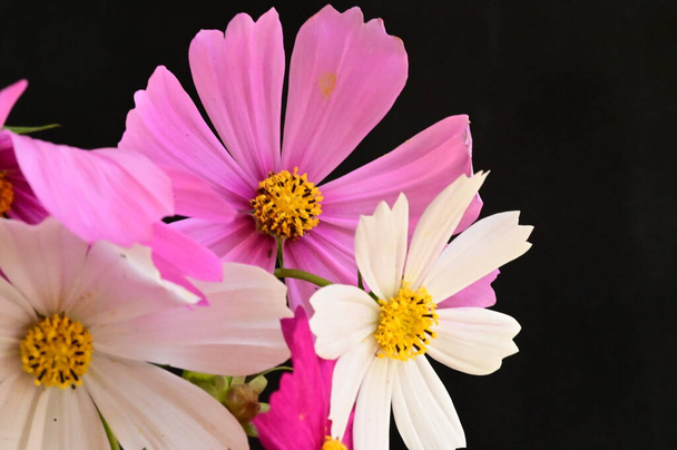 mooie roze en witte bloemen op zwarte achtergrond - Foto, afbeelding