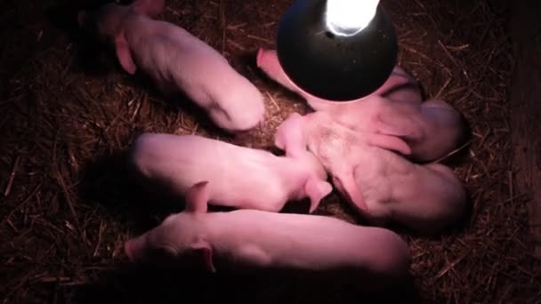 Little piglets are warmed under an infrared warm lamp. Group of newborn piglets on the farm - Metraje, vídeo