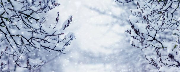 Śnieg w zimowym lesie. Ośnieżone gałęzie drzew w ogrodzie podczas opadów śniegu - Zdjęcie, obraz