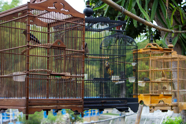 Tipi di uccelli in una gabbia - Foto, immagini