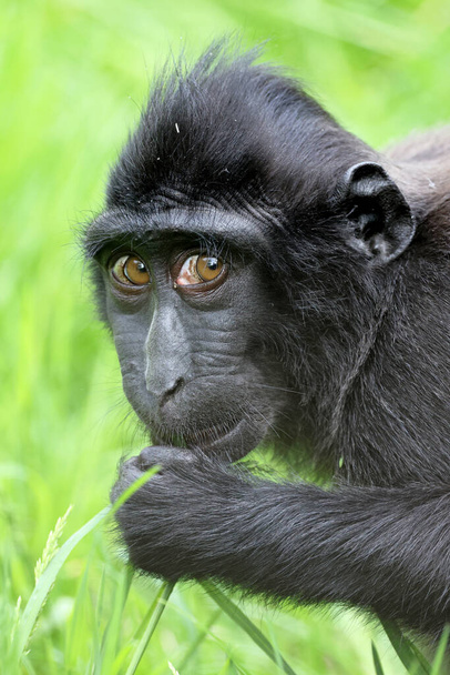 The Celebes crested macaque (Macaca nigra), also known as the crested black macaque, Sulawesi crested macaque, or the black ape - Фото, изображение