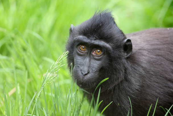 The Celebes crested macaque (Macaca nigra), also known as the crested black macaque, Sulawesi crested macaque, or the black ape - Foto, afbeelding